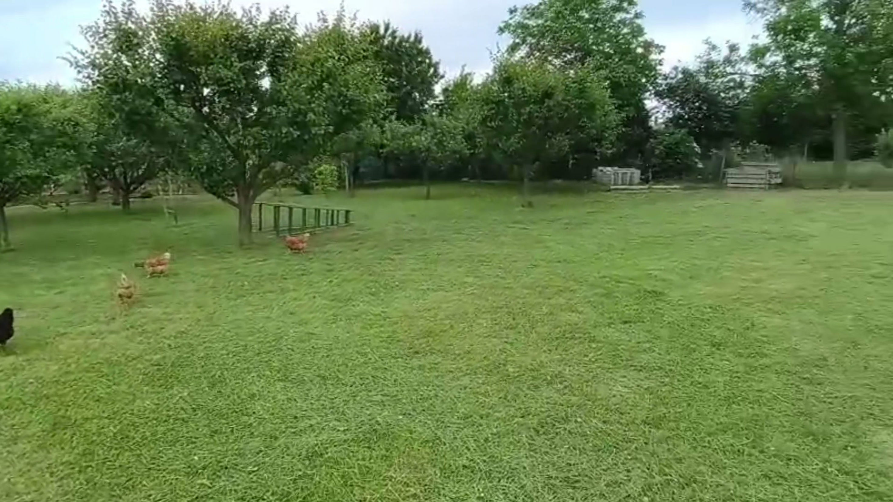 hotel pre psov zahrada